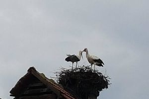 (FOTO) VRATILE SE RODE: Grom im razorio gnezdo, ali se Srećko i njegova partnerka nisu predali!