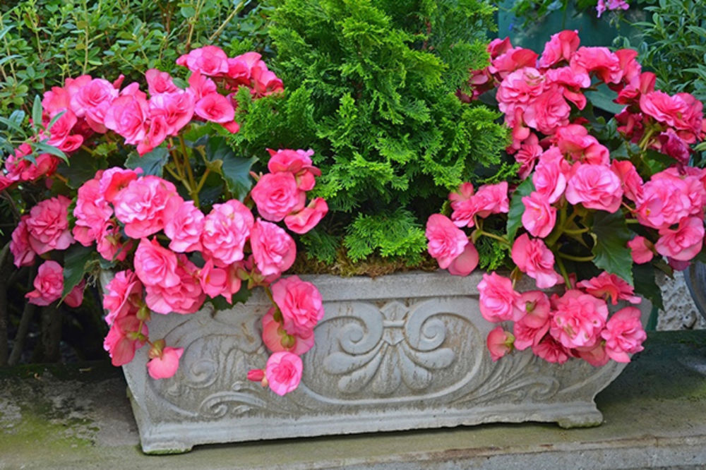 Božanstvena begonija: Ovo cveće ima posebnu simboliku, treba ga držati na terasi! (FOTO)
