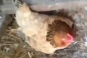 (VIDEO) FARMER JE DOŠAO DA POKUPI JAJA: Kada je pomerio kokošku, usledio je pravi ŠOK! Dirljivo!