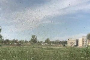 ZAKLONILI SUNCE: Pogledajte oblak komaraca u Rusiji, slično se očekuje i kod nas