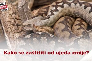 (KURIR TV) ALARMANTNO: Srbija leglo zmija! Pogledajte kako najbolje da se zaštitite