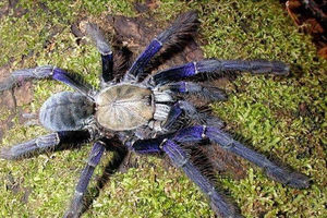 NEOBIČAN IZBOR LJUBIMCA: Žena koja živi sa 1.500 tarantula