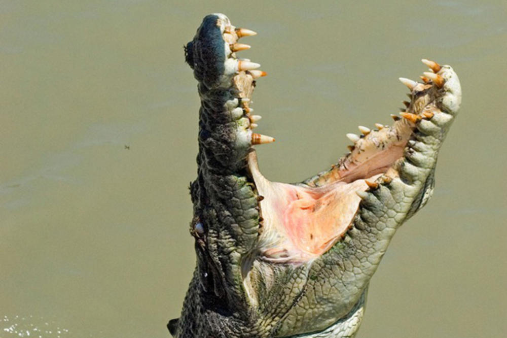 PREDATOR NA POTERNICI: Najtraženiji ubica u Australiji je - krokodil