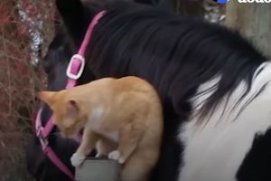 (VIDEO) NJIHOVA LJUBAV NEMA GRANICA: Pogledajte najlepša prijateljstva među životinjama