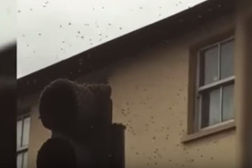 (VIDEO) PRIZOR DA SE ZALEDIŠ! Ogroman roj pčela napravio haosu u centru Londona, ljudi u panici beže