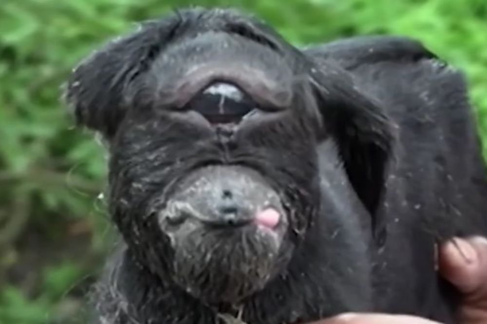 (VIDEO) BIĆE KOJE JE MNOGE UPLAŠILO: U Indiji je rođena koza sa jednim okom, a evo šta joj se desilo