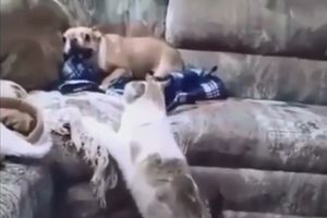 (VIDEO) ZAMENJENE ULOGE: Psi su pretrnuli od straha zbog ovih surovih mačaka!