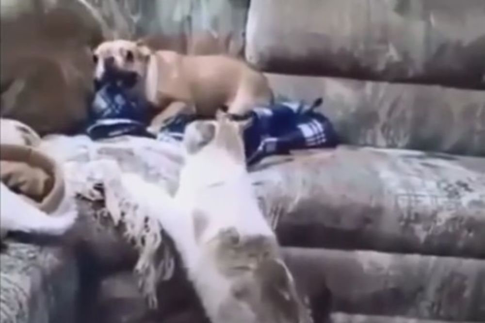 (VIDEO) ZAMENJENE ULOGE: Psi su pretrnuli od straha zbog ovih surovih mačaka!