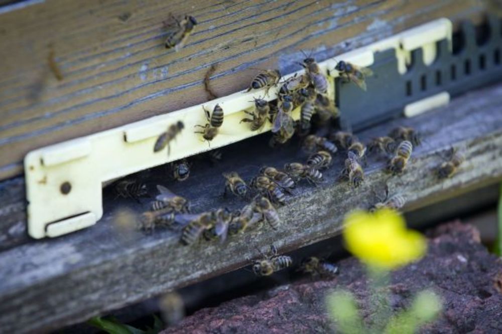 NEZAPAMĆENA DRAMA KOD PROKUPLJA: Pobesneli roj pčela napao ženu! Ima ubode po celom telu