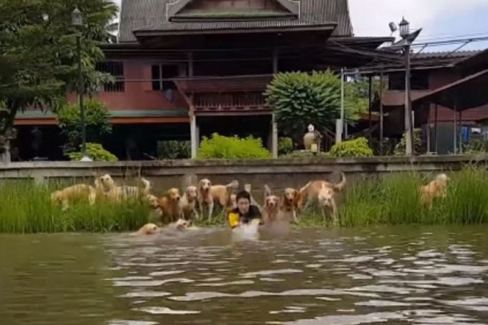 (VIDEO) SKOČIO U VODU I POČEO DA PLIVA: Ono što je 16 retrivera uradilo zapanjilo je sve!