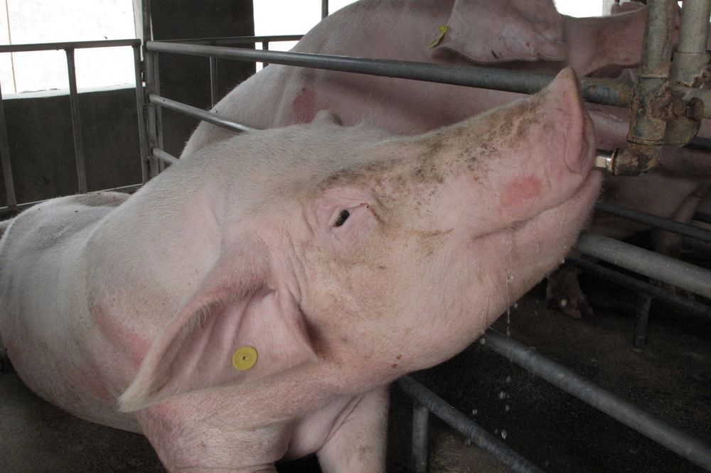 JEZIVA SMRT PIJANOG FARMERA U MEKSIKU: Provocirao  svinju,  izazvao neočekivanu reakciju