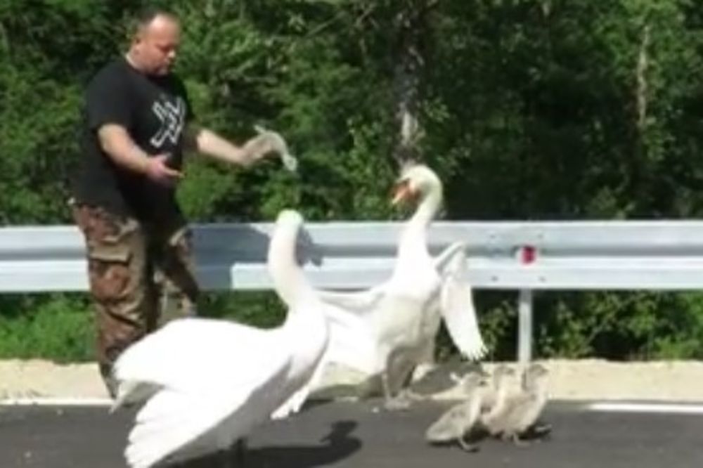 (VIDEO) ZAPELI NA KRUŽNOM TOKU U PODRAVINI: Saobraćaj stao dok porodica labudova nije spasena s puta