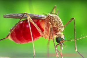 (KURIR TV) Ujeo vas komarac? 10 kućnih lekova uz pomoć kojih svrab i otok nestaju