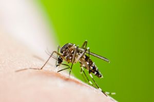 EVO SA KIM U UTORAK POČINJE BORBA: Ukoliko vremenske prilike dozvole, kreće suzbijanje larvi komaraca u celoj Srbiji
