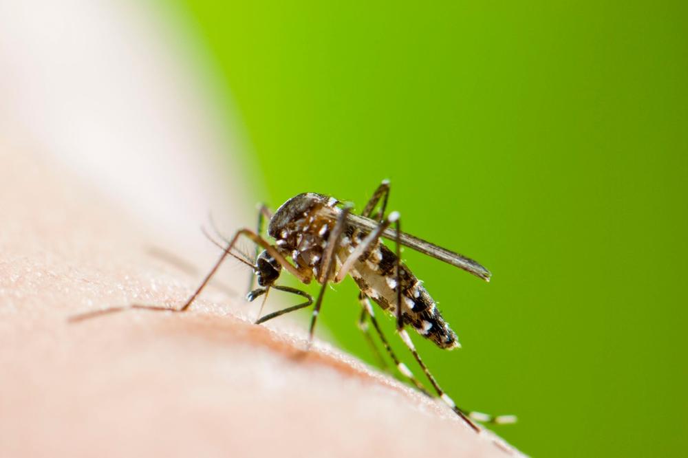 EVO SA KIM U UTORAK POČINJE BORBA: Ukoliko vremenske prilike dozvole, kreće suzbijanje larvi komaraca u celoj Srbiji