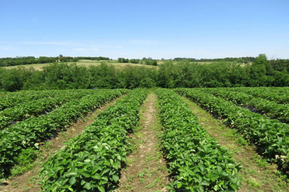 ŠABAC: Berači jagoda zarađuju više od prosečne plate u Srbiji