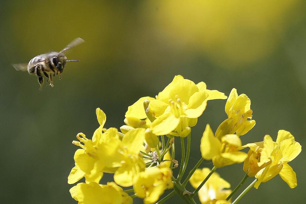 IT PČELARSTVO: Kragujevački gimnazijalci izumeli pametne košnice koje komuniciraju sa pčelarima