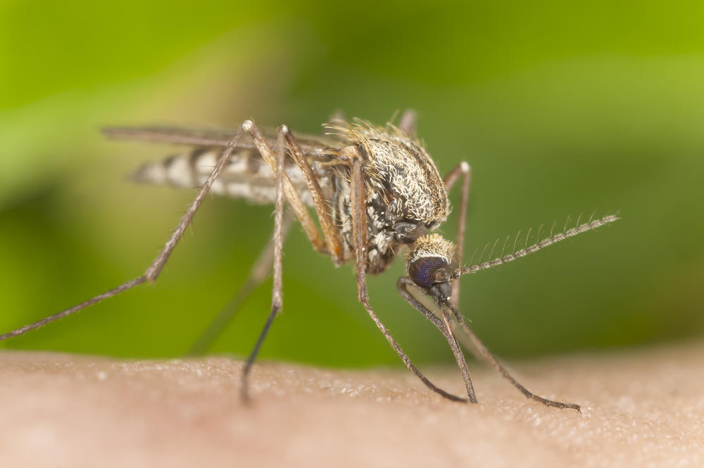 DIREKTORKA ZAVODA ZA BIOCIDE: Građani nam ne daju da prskamo komarce, napadaju radnike, lupaju automobile