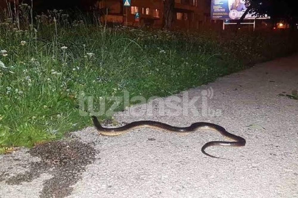 (FOTO) PANIKA U TUZLI: Ogromna zmija prestrašila ljude u centru grada