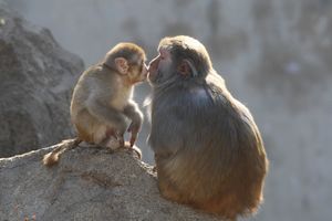 VESELJE U JAGODINSKOM ZOO-VRTU: Japanski makaki majmuni dobili majmunče!