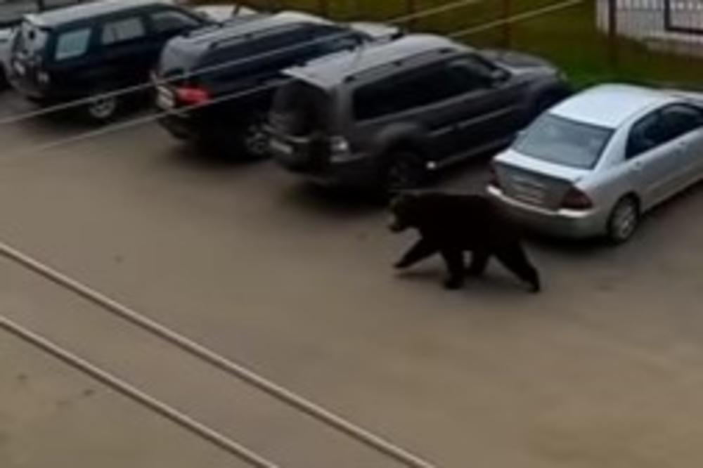 POŠAO DA VIDI ŠTA DA RUČKA: Medved izašao iz jazbine i procunjao po ruskom gradu