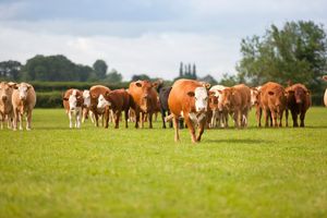 KATASTROFA NA NOVOM ZELANDU: 150.000 krava biće ubijeno zbog zaraze opasnom bakterijom! (VIDEO)