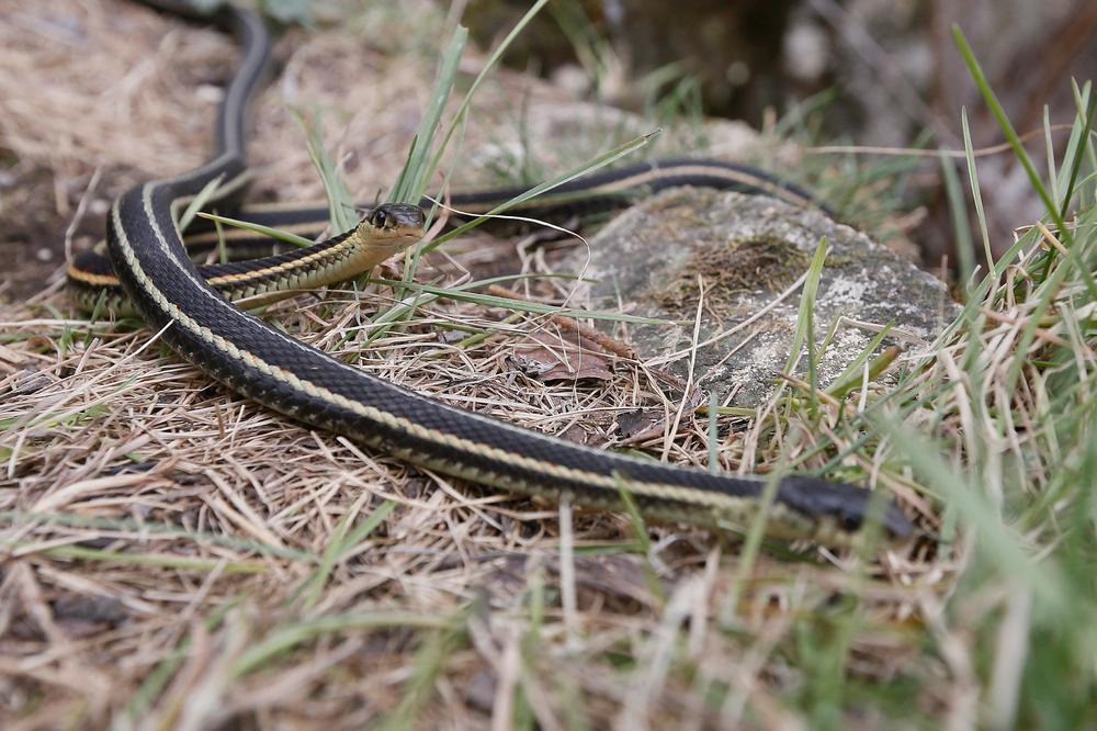VLADA OPŠTA PANIKA: U Srbiji se pojavila najotrovnija zmija u Evropi