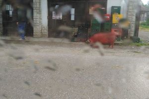 (FOTO) MEŠTANI MISLILI DA HALUCINIRAJU: Crvena svinja prošetala selom kraj Prokuplja!
