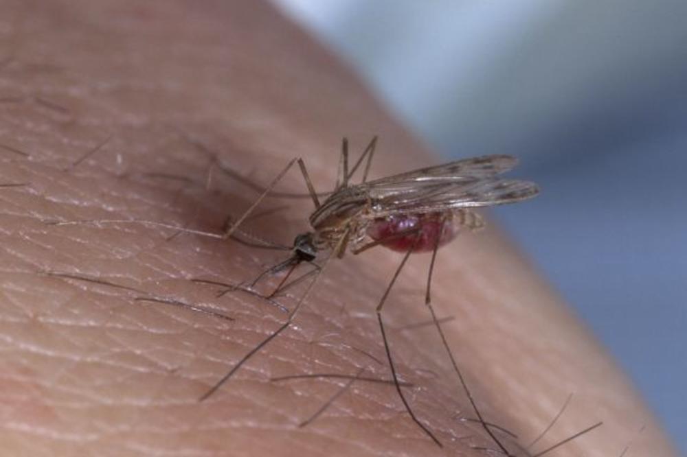 Komarci najviše napadaju ljude s ovom krvnom grupom