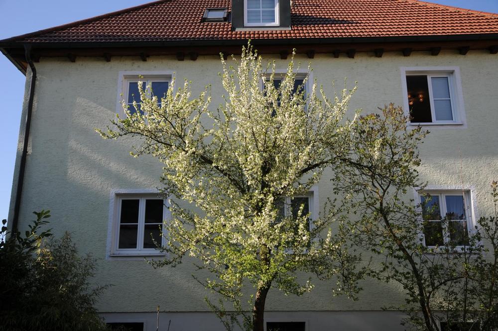 PAZITE ŠTA SADITE PORED KUĆE: Stari Sloveni otkrivaju koje drvo donosi blagostanje vašoj porodici!