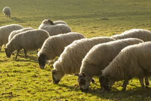 POPASLE VOJNU MOĆ: Ovce ometaju rad američkog protivraketnog kompleksa u Rumuniji