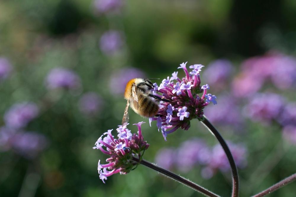 POD HITNO IH ZAŠTITI: Slovenci žele da pčele proglase ugroženom vrstom