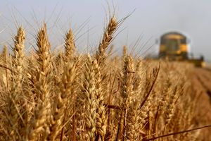 VREME NE IDE NARUKU: Zbog viška kiše kasni žetva pšenice i ječma
