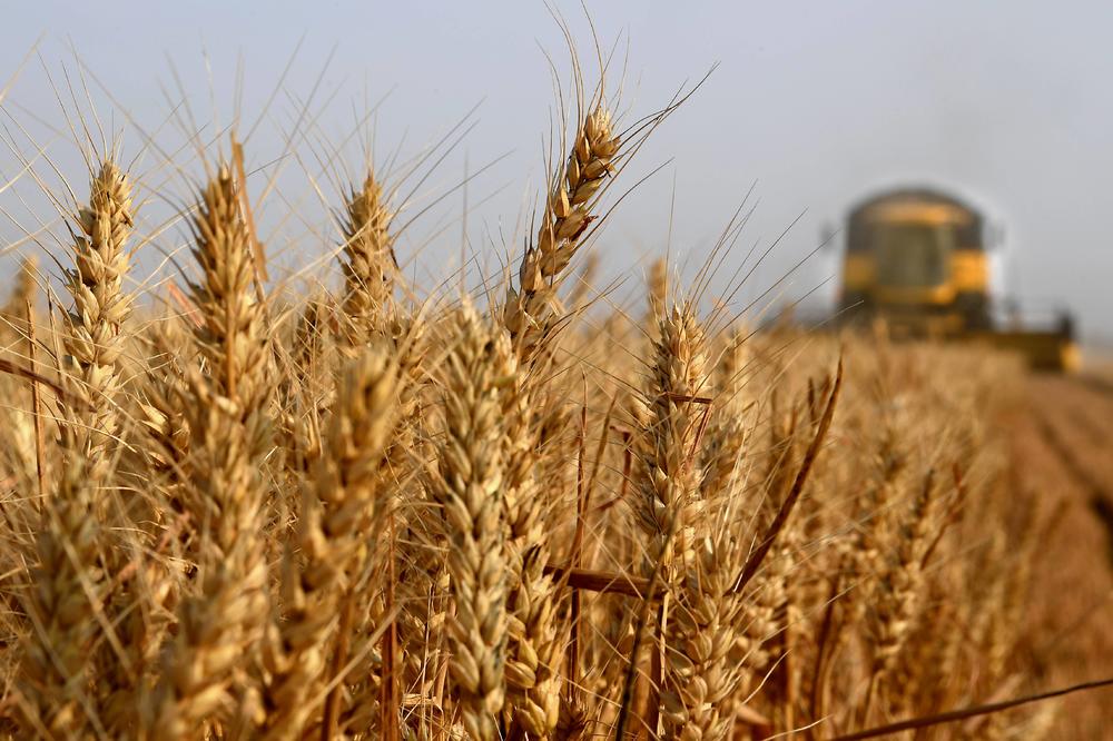 VREME NE IDE NARUKU: Zbog viška kiše kasni žetva pšenice i ječma