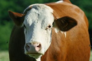 MILIONER UMRO U NAJGORIM MUKAMA: Bogataša krave izgazile na smrt!