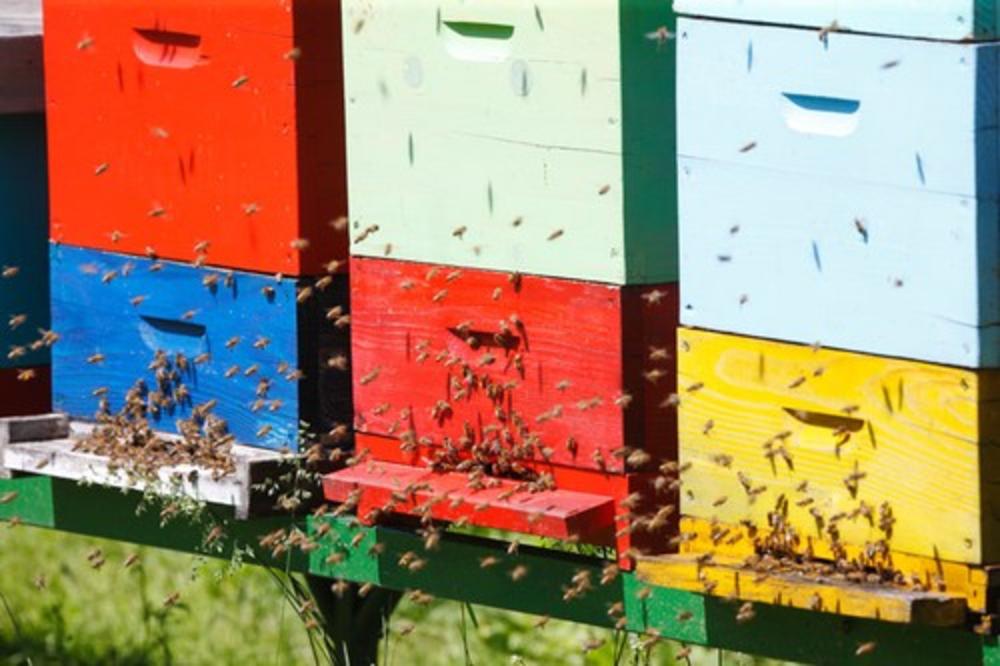 LOPOVI OJADIŠE PČELARA IZ PANČEVA: Ukrali mu 36 košnica punih pčela i meda!