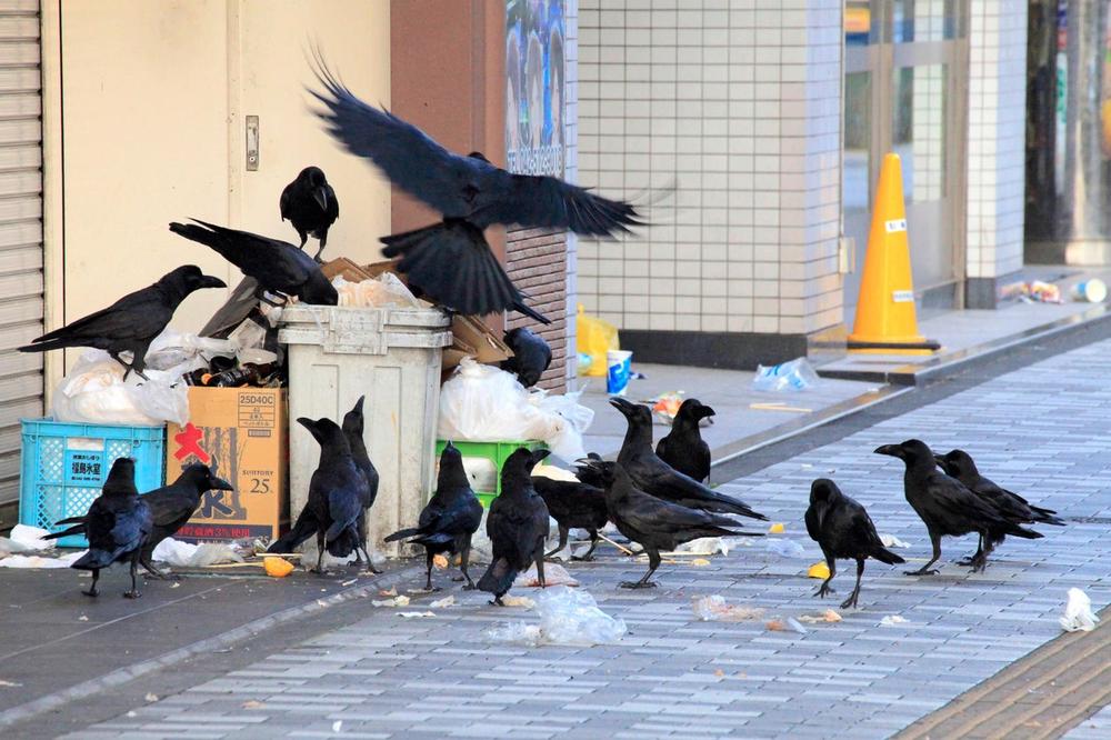 U ZAGREBU KAO KOD HIČKOKA: Vrane napadaju ljude, a niko im ne može ništa!