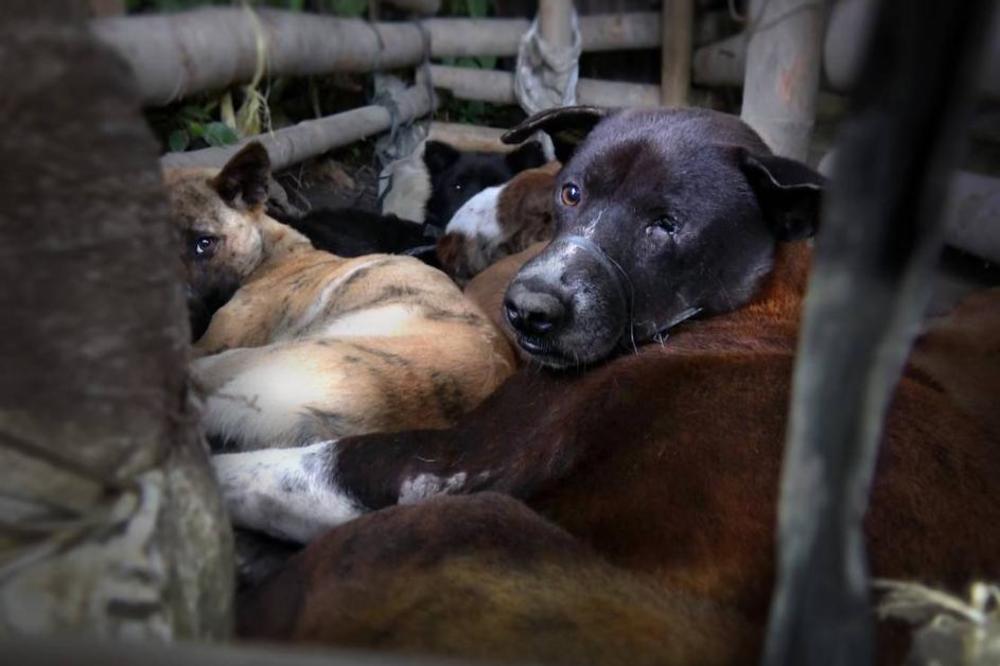 HOROR U UGRINOVCIMA: Palili strnjiku na njivama, izgorelo osam pasa
