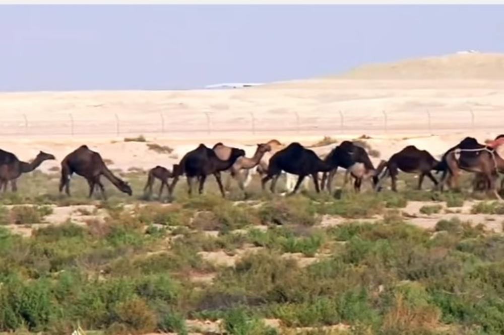 (VIDEO) VISOKA CENA KATARSKE BLOKADE: Saudijci brutalni prema hiljadama ovaca i kamila