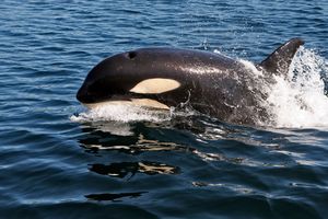 ORKE GUSARI: Bande kitova ubica haraju vodama Aljaske
