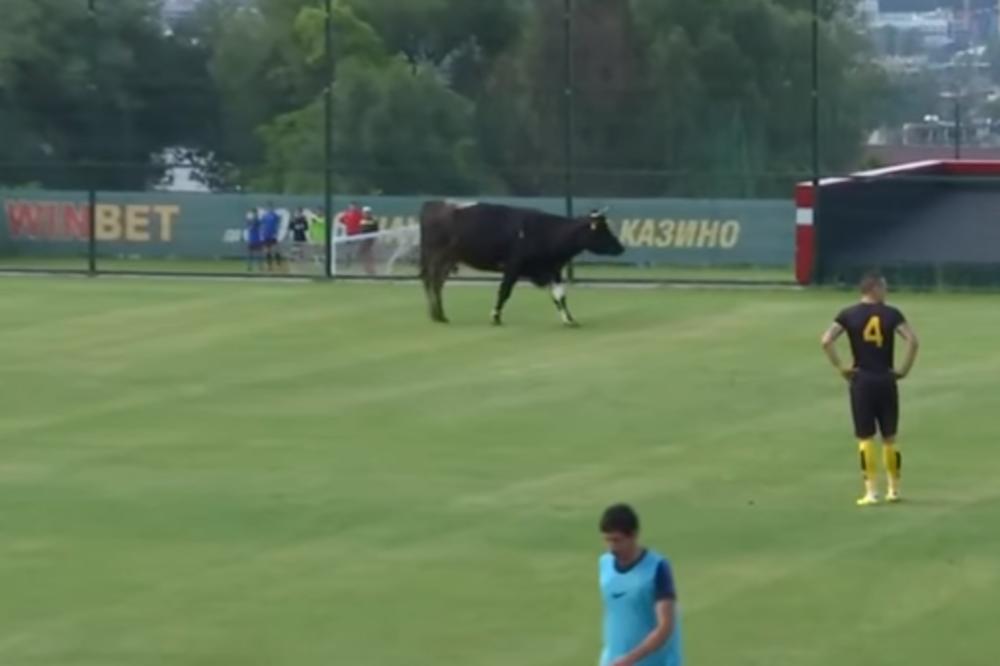 (VIDEO) OVO MOŽE SAMO NA BALKANU: Krava prekinula fudbalski meč u Bugarskoj