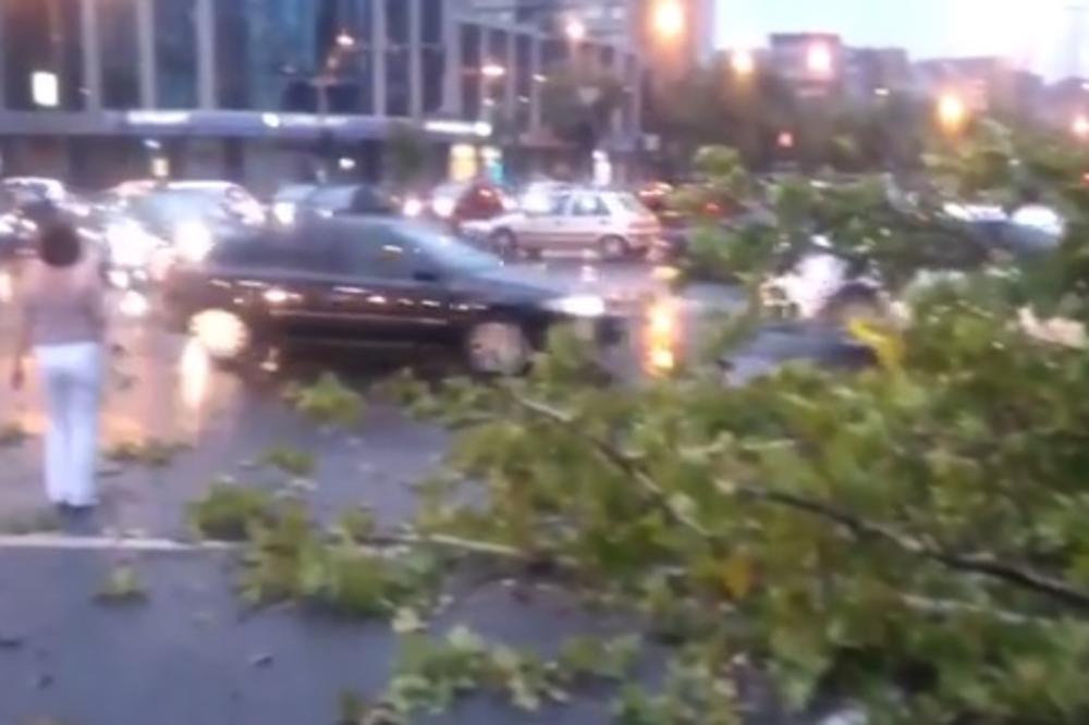 (VIDEO) JAKO NEVREME U NOVOM SADU: Kiša pljuštala, vetar lomio drveće