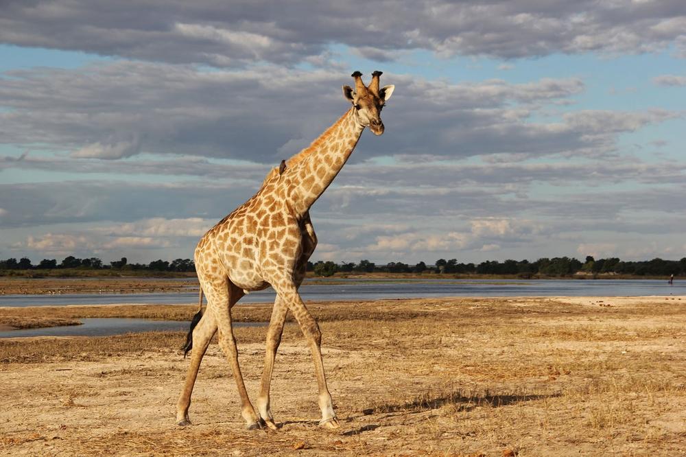 TIHO ISTREBLJENJE: Da li žirafama preti nestanak?