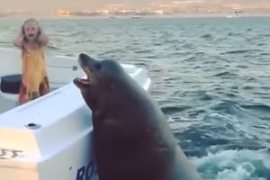 (VIDEO) IZNENAĐENJE! Ogromna foka upala na brod i šokirala putnike