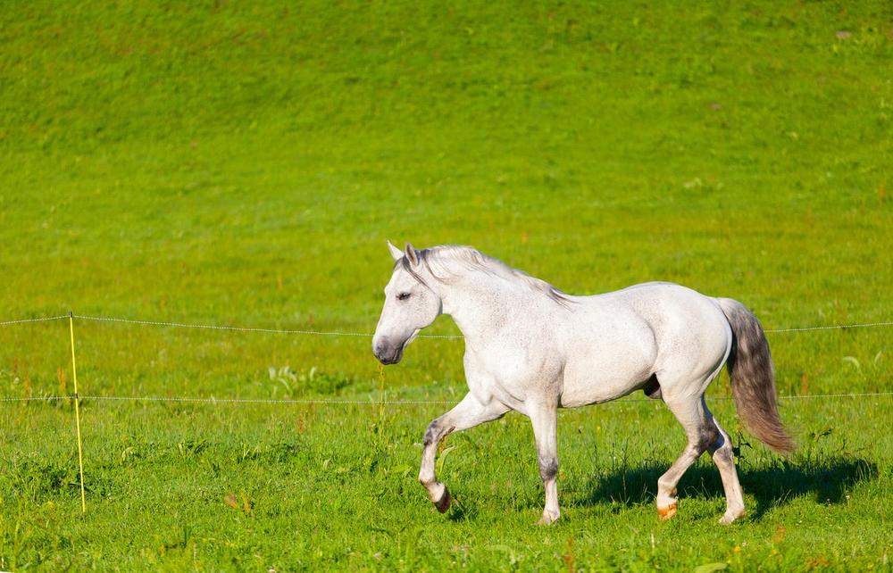 konj, Arapin, belac