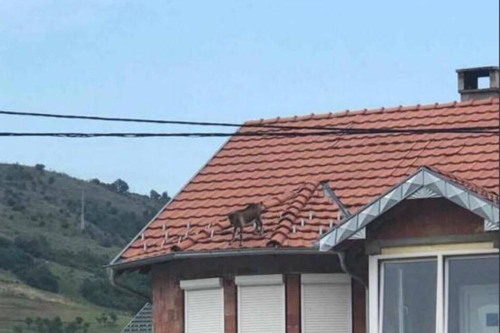 (FOTO) POMOZITE JOJ DA SIĐE: Koza na krovu postala je hit na Tviteru!
