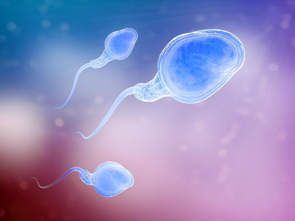 Spermatozoidi