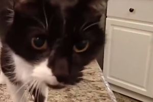 (VIDEO) NEĆETE VEROVATI SVOJIM UŠIMA: Mačku ovako dubokog glasa nikada niste čuli!