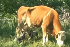 (VIDEO) ČUDO NEVIĐENO U SRPSKOM SELU: Dva praseta sisaju kod krave