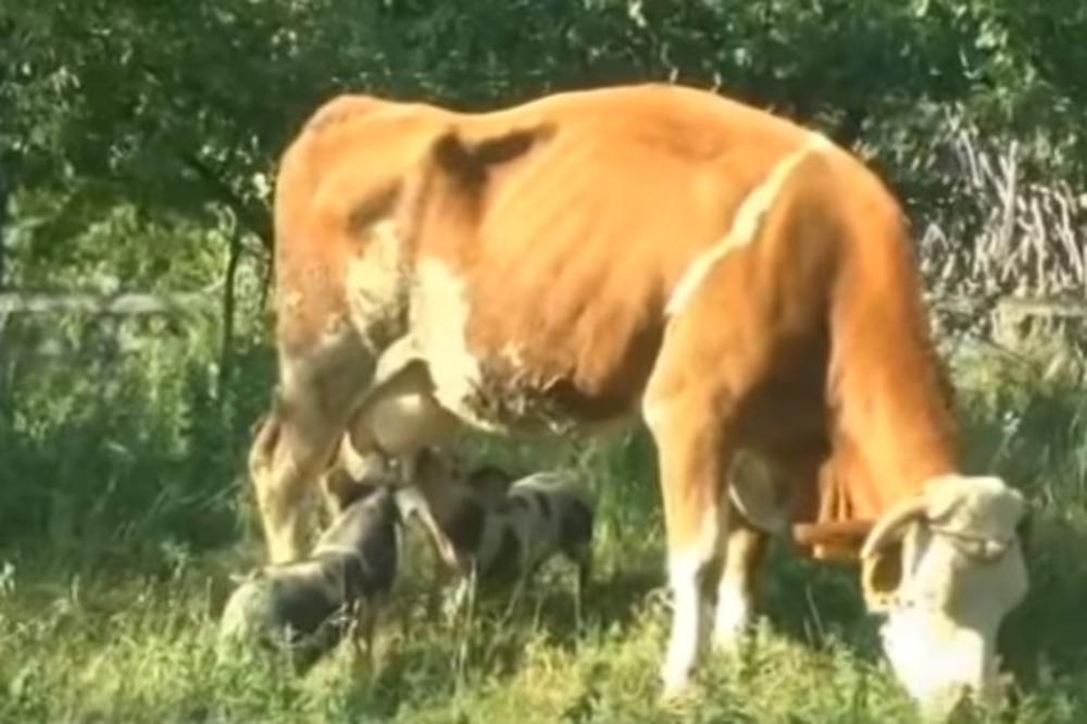 (VIDEO) ČUDO NEVIĐENO U SRPSKOM SELU: Dva praseta sisaju kod krave